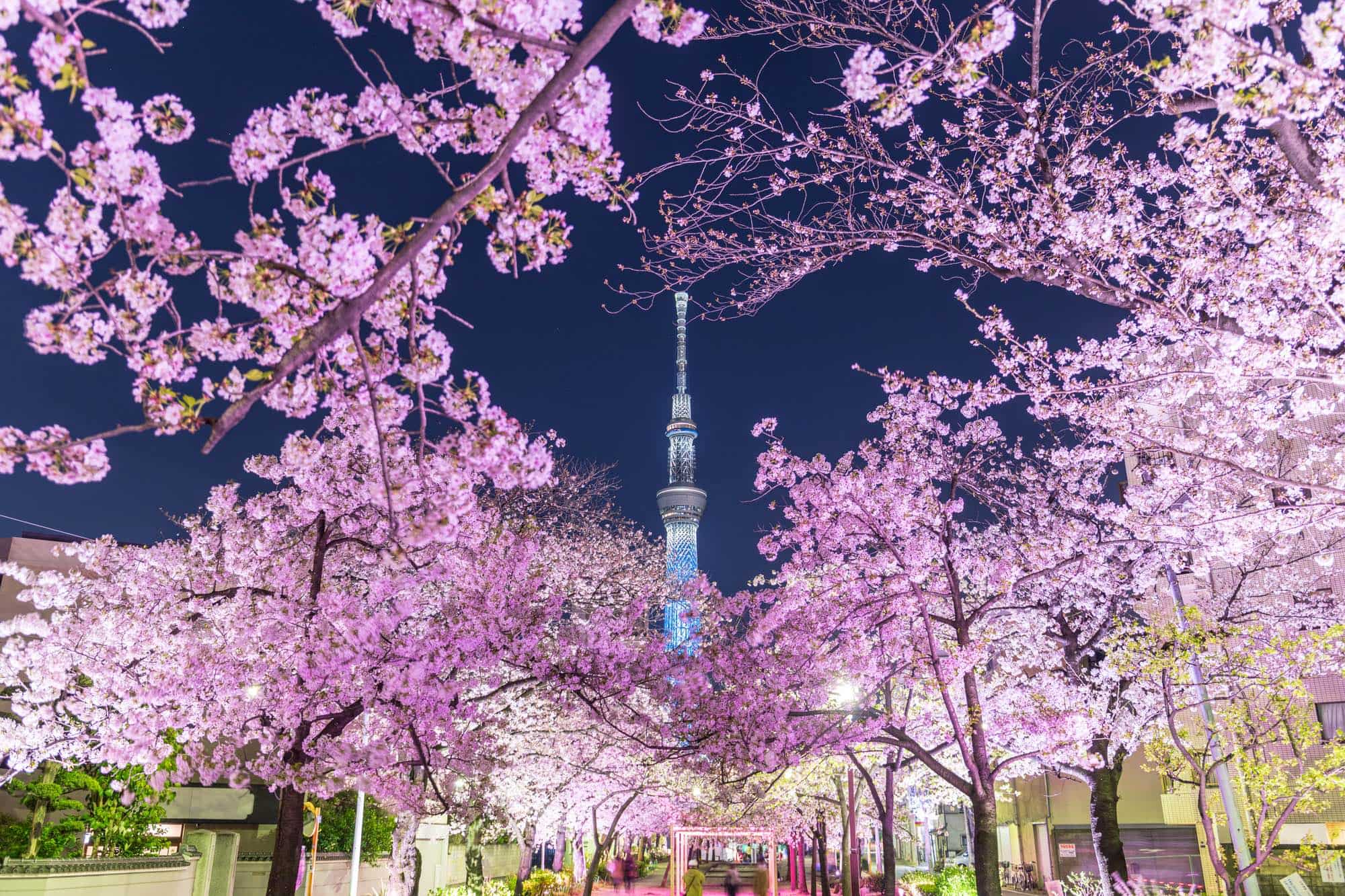 夜桜 東京